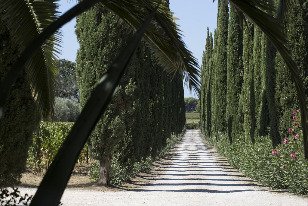 Tra Gli Ulivi, Chiappini Winery * Bolgheri