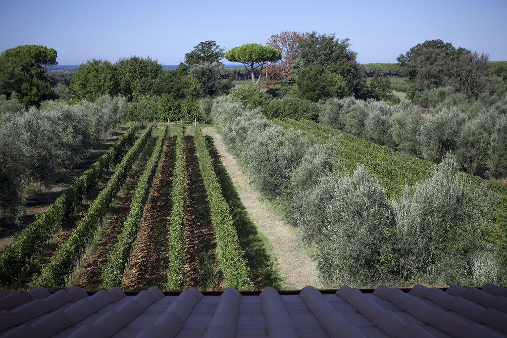 Tra Gli Ulivi, Chiappini Winery * Bolgheri